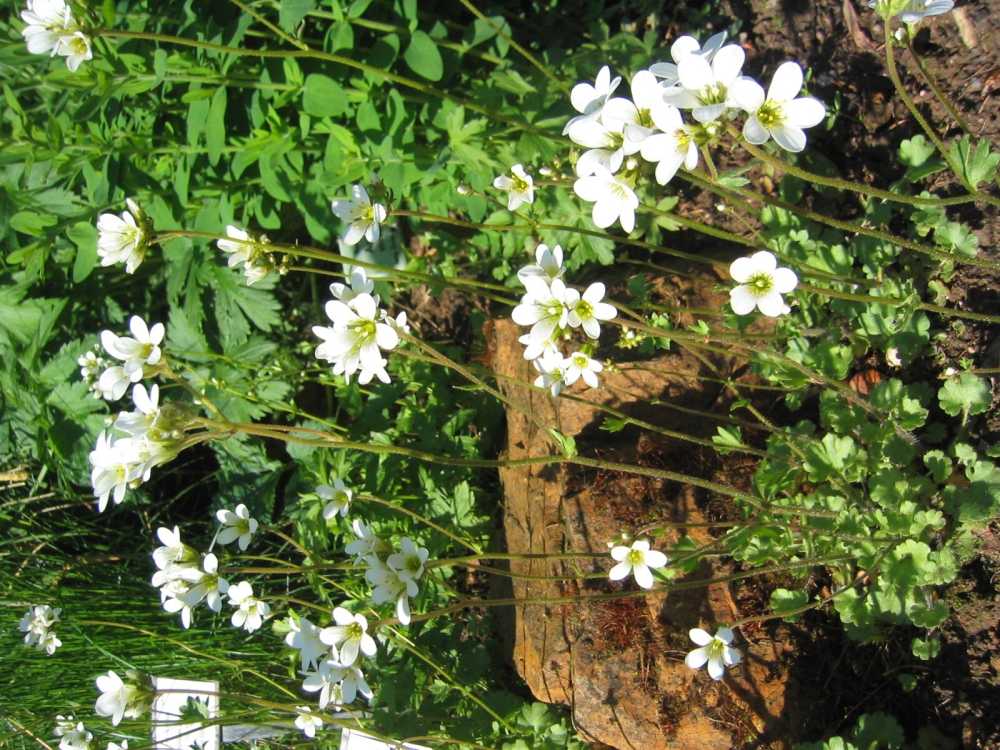 Saxifraga granulata (Knöllchen-Steinbrech, Körner-Steinbrech)